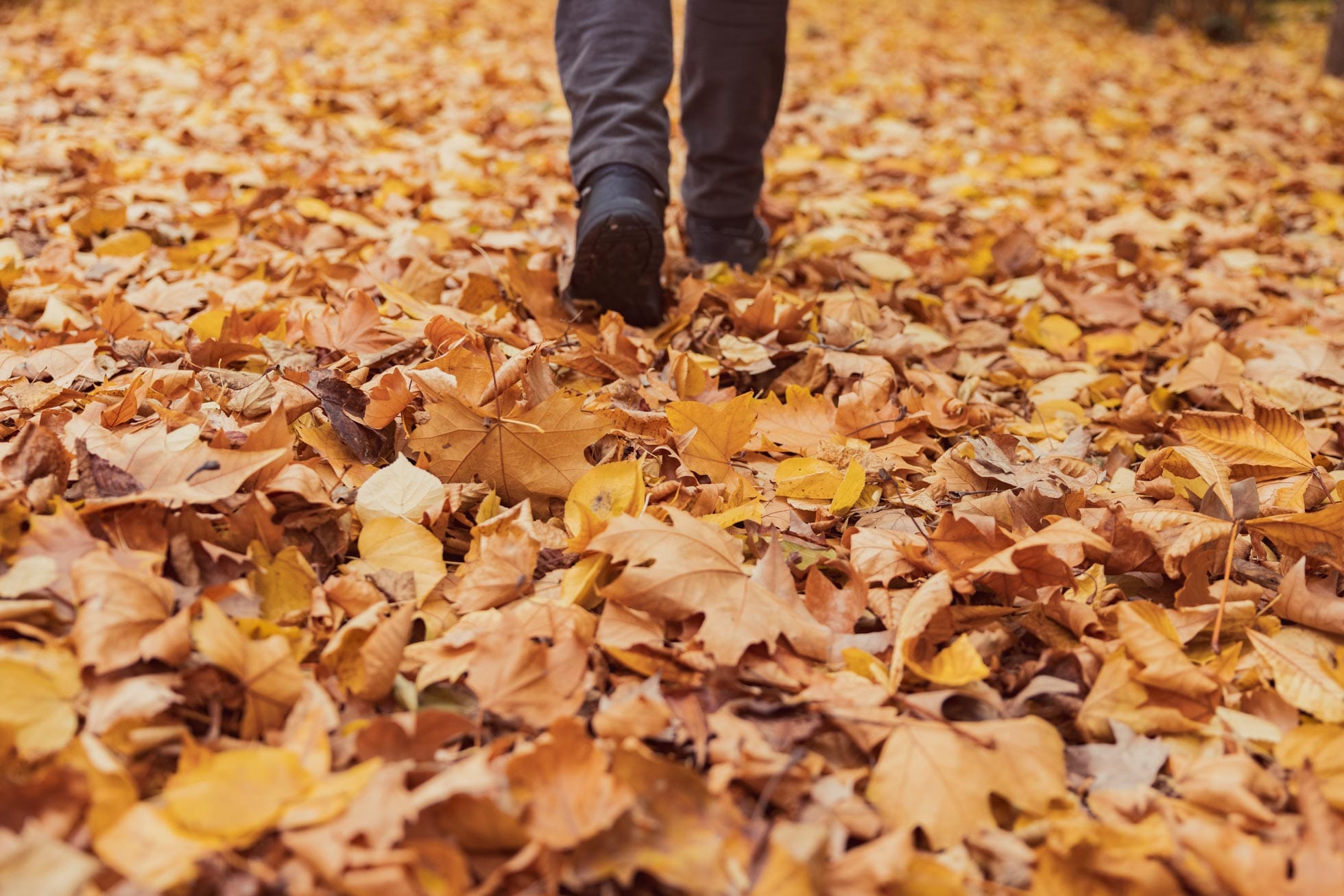 Oscar parrilla imagen-stock